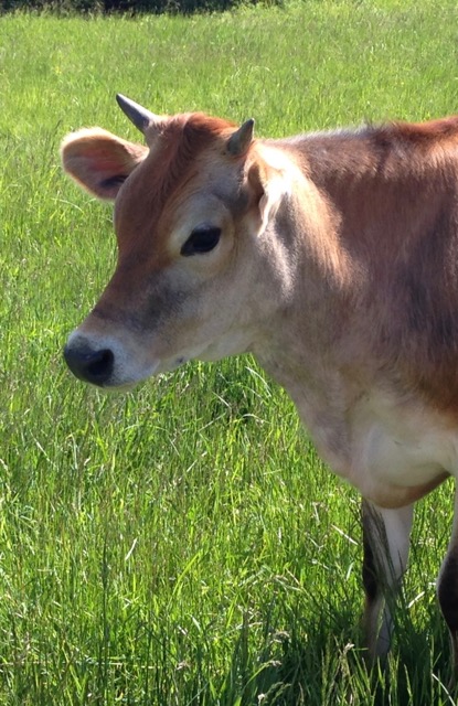 Moos you can use: northern Alberta families milking miniature Jersey cows