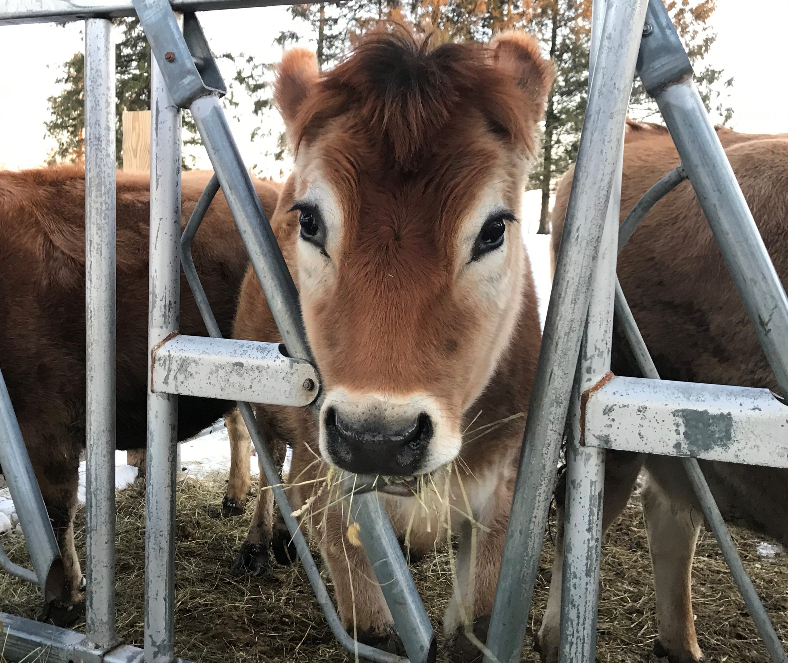 Meet a Baby Cow [Book]