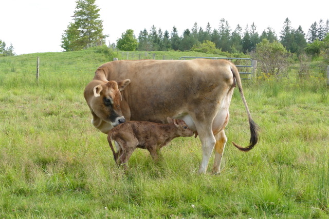 Adopt Me Cow -  Sweden