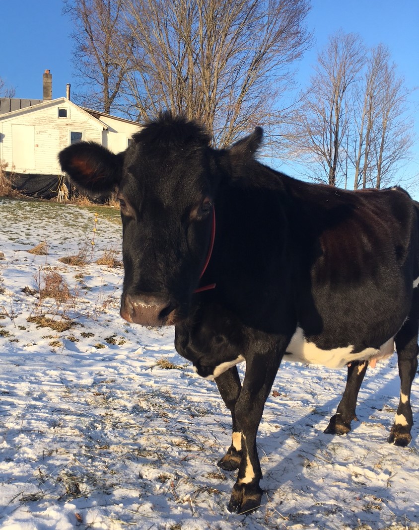 Adopt Me Cow -  Sweden